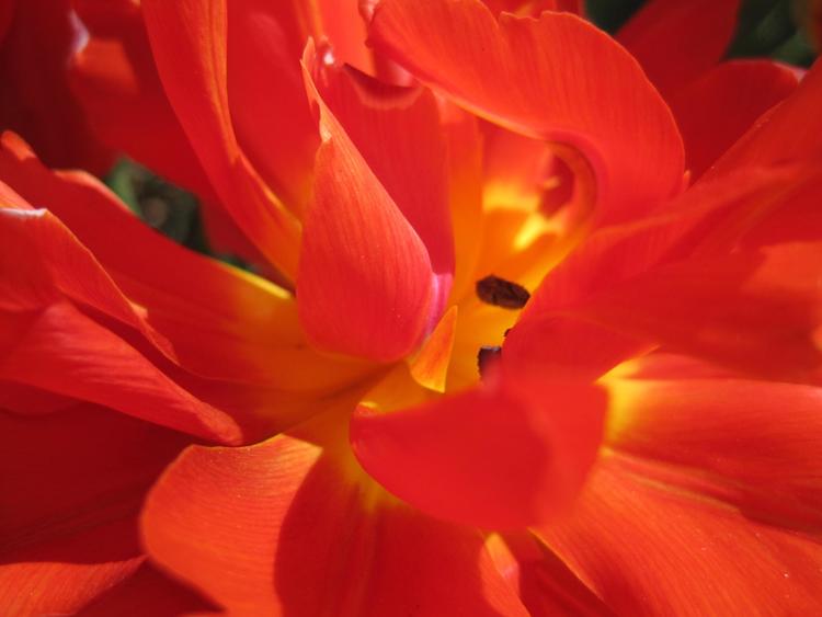 Flameflower