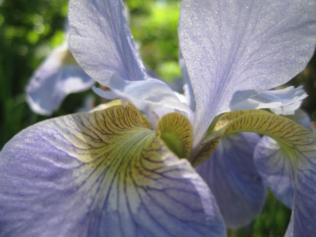 Iris
